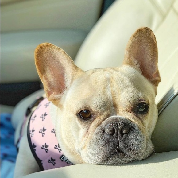 Meet your Posher, Ava - Picture 3 of 5